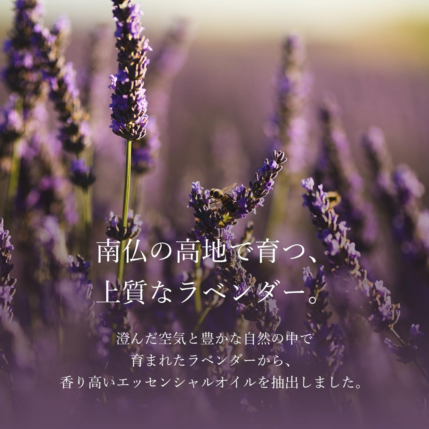ロクシタン(L'OCCITANE) ラヴァンド[ラベンダー] オードトワレ 75mL 香水 EDT
